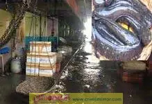 మంచిర్యాలలో కొర్రమీను క్లస్టర్, ప్రాసెసింగ్‌యూనిట్‌