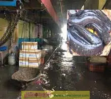 మంచిర్యాలలో కొర్రమీను క్లస్టర్, ప్రాసెసింగ్‌యూనిట్‌