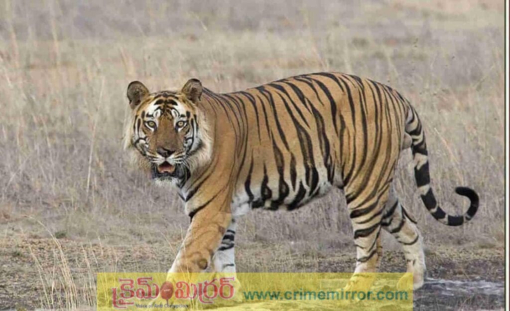 ములుగు జిల్లాలో పెద్దపులి కలకలం!… స్థానికులు జాగ్రత్త?