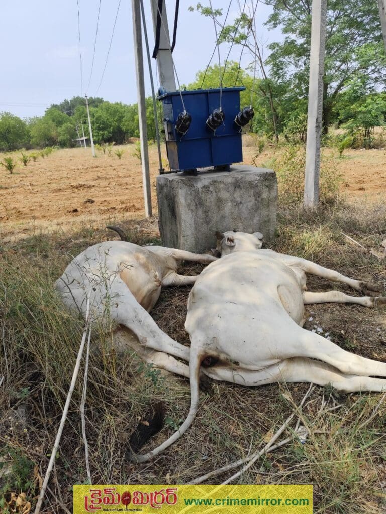 విద్యుత్ షాక్ తో రెండు ఎద్దుల మృతి