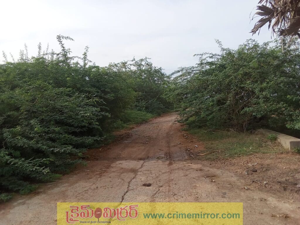 దట్టమైన కంప చెట్లు.. ఇబ్బందులు ఎదుర్కొంటున్న రైతులు, ప్రయాణికులు