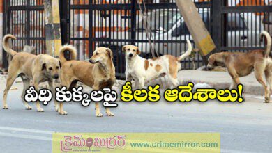 All stray dogs in Delhi-NCR to be moved to shelters, orders SC