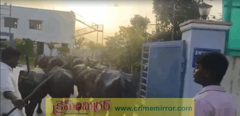 కాంగ్రెస్‌ ఎమ్మెల్యే గండ్రకు వింత నిరసన… ఎమ్మెల్యే క్యాంపు ఆఫీసులోకి గేదెలను తోలి ఆందోళన