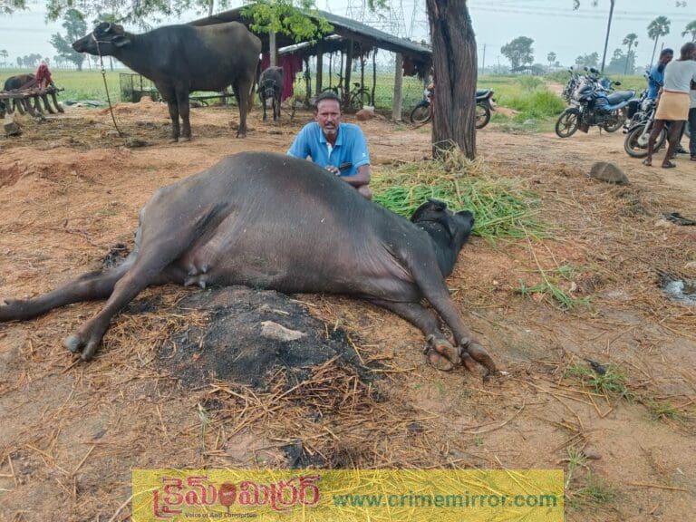 పిడుగుపాటుకు పాడి గేదే మృతి