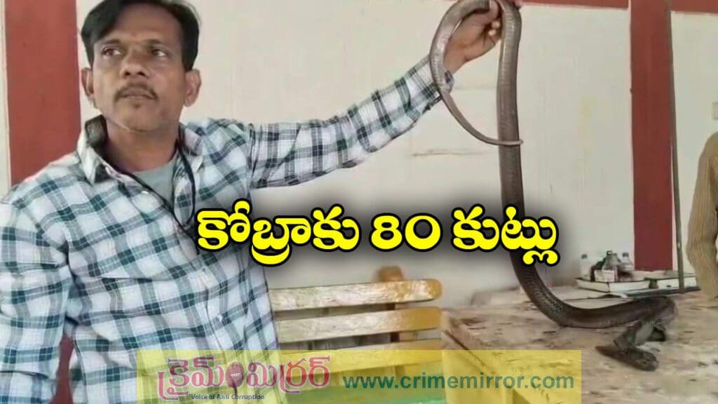 Cobra: కోబ్రాకు ట్రీట్మెంట్.. ఏకంగా 80 కుట్లు వేసి ప్రాణాలు కాపాడిన డాక్టర్లు!