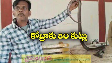 Cobra undergoes emeregency surgery in Ujjain Gets 80 stitches