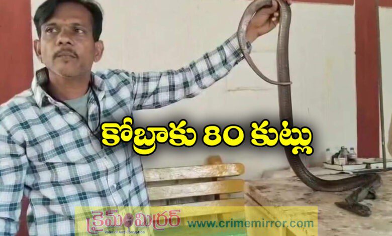 Cobra undergoes emeregency surgery in Ujjain Gets 80 stitches