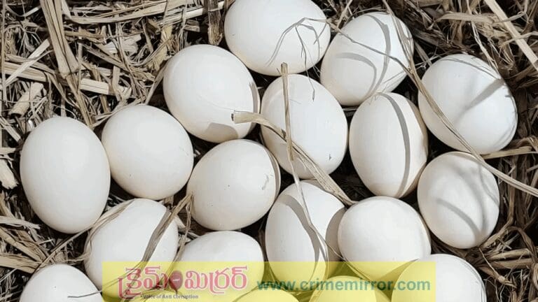 Egg: గుడ్డు మాంసాహారమా లేక శాఖాహారమా..?