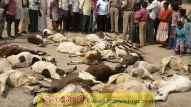 100 sheep die after eating poisoned food