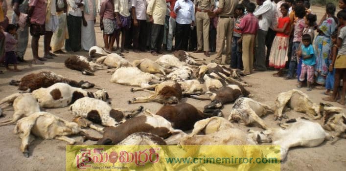 100 sheep die after eating poisoned food