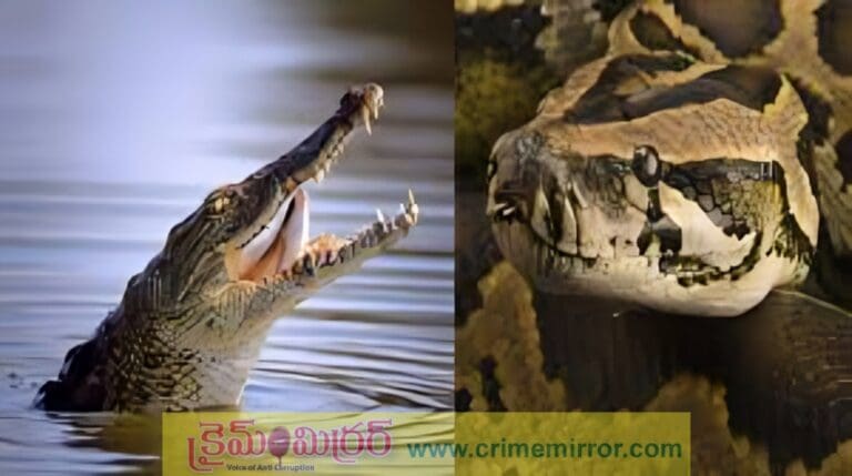 Viral video: కొండచిలువ vs మెుసలి.. ఎవరు గెలిచారో మీరే చూడండి..