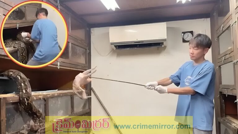 Shocking Video: పాములకు ఎలా ఆహారం ఇస్తారో తెలుసా?