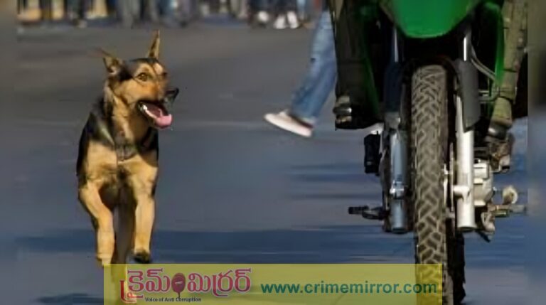 రోడ్డుపై వెళ్లేప్పుడు కుక్కలు వెంటపడుతున్నాయా? టెన్షన్ పడకుండా ఇలా తప్పించుకోండి!