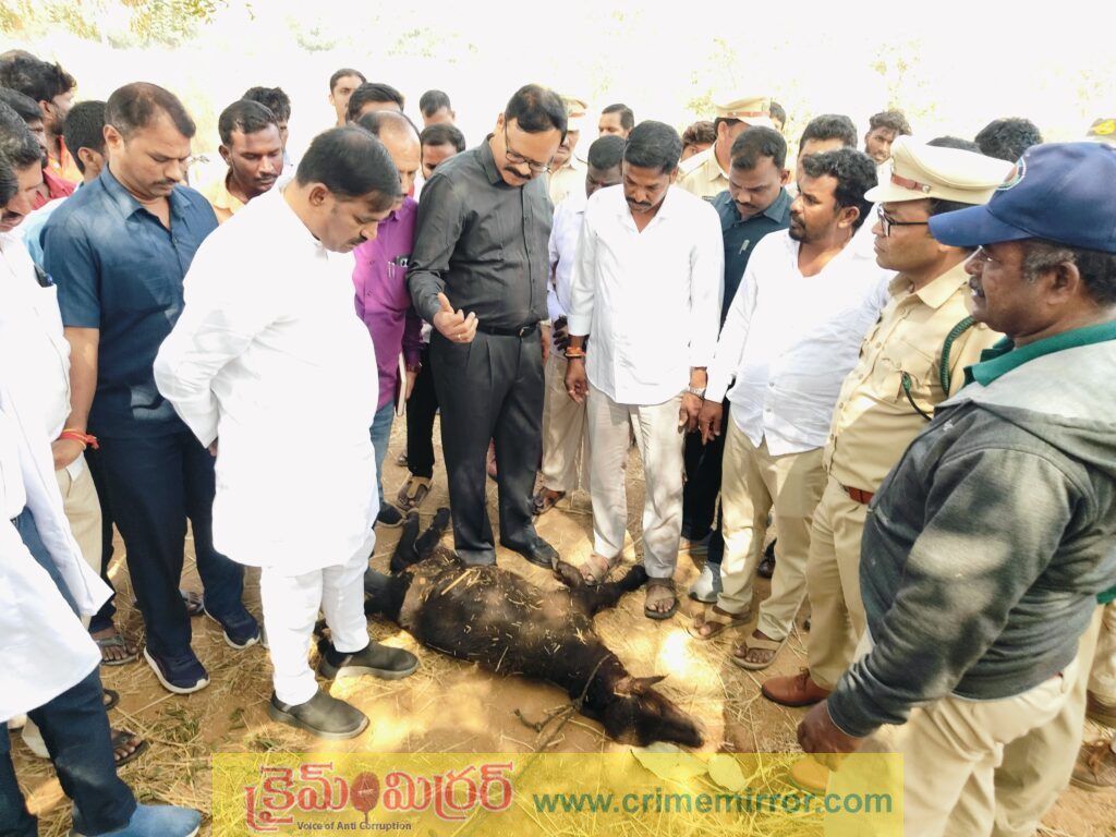 రాళ్ల జనగాం గ్రామంలో పులి సంచారం.. దూడ మృతి