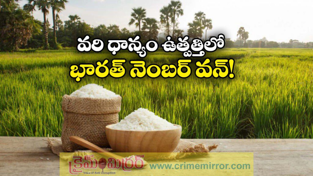 Top Rice Producer: వరిధాన్యం ఉత్పత్తిలో మనమే నెంబర్ వన్, చైనాను వెనక్కి నెట్టేసిన భారత్!