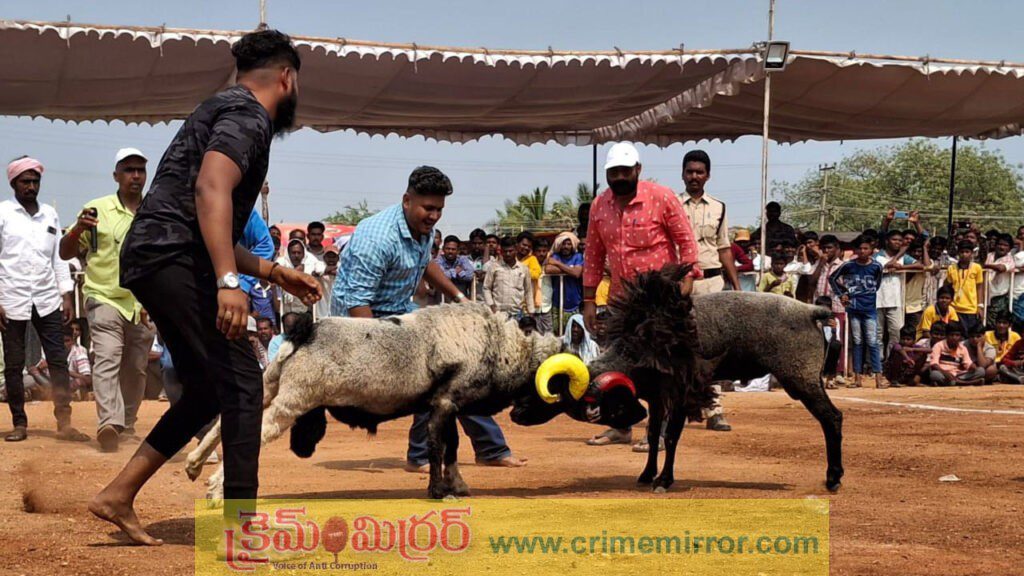 సంక్రాంతి వేల పందులు, పొట్టేళ్ల ఫైట్లు చూశారా?