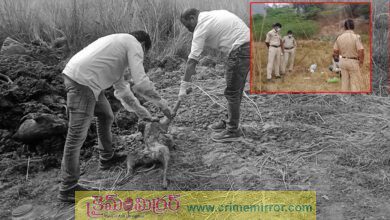 వీధి కుక్కలను చంపిన సర్పంచ్‌,ఉప సర్పంచ్,కార్యదర్శుల పై కేసు ఫైల్