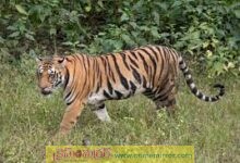 పెద్ద పులి క‌ల‌క‌లం