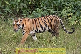 పెద్ద పులి క‌ల‌క‌లం