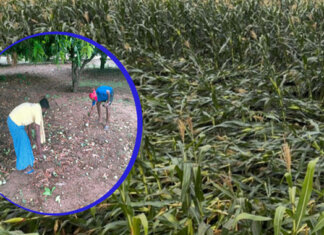 గాలివాన భీభత్సవం….రైతన్నకు అపార నష్టం…!