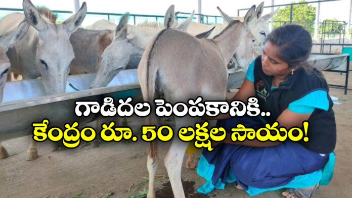 Donkey Farming Scheme: Central Govt Offers Opportunity to Earn Rs.50 Lakh