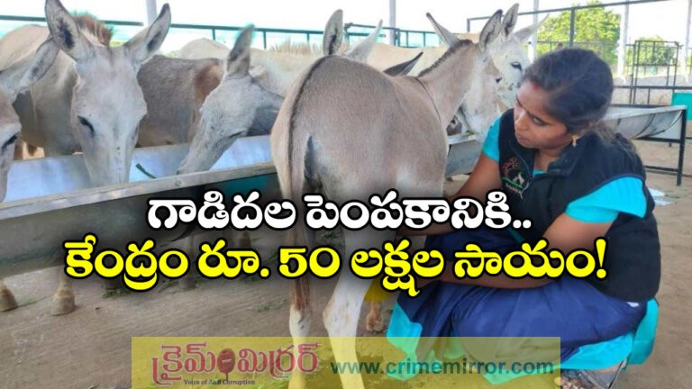 Donkey Farming Scheme: Central Govt Offers Opportunity to Earn Rs.50 Lakh