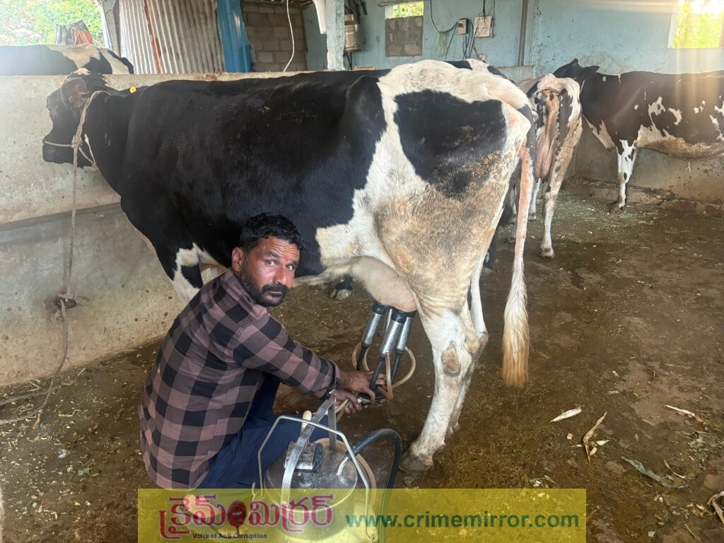 దాణా బస్తాల భారం.. పాడి రైతు దివాళా