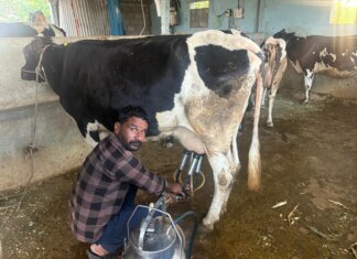 దాణా బస్తాల భారం.. పాడి రైతు దివాళా