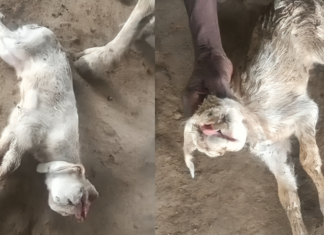 వింత జీవి జననం.. కళ్లు, ముక్కు లేకుండా కేవలం నోరు, చెవులతో జన్మించిన మేకపిల్ల