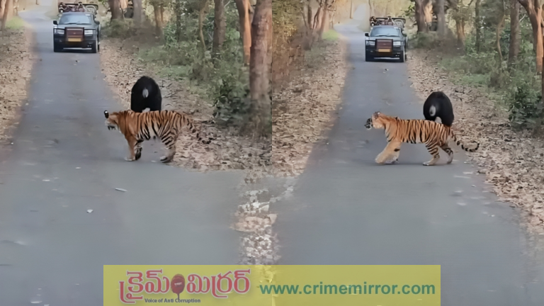 రా చూసుకుందాం.. నడి రోడ్డుపై బంటి vs టైగర్ (VIDEO)