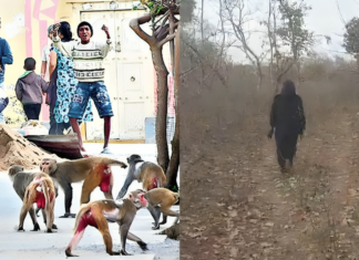 కోతుల బెడదతో సర్పంచ్లకు కొత్త కష్టాలు.. ఎలుగుబంటిగా మారిన సర్పంచ్