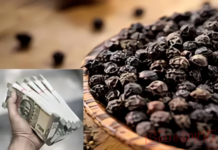 ఆదివారం మిరియాలతో ఈ ఒక్క పని చేస్తే చాలు.. సంపద బాగా పెరుగుతుంది?