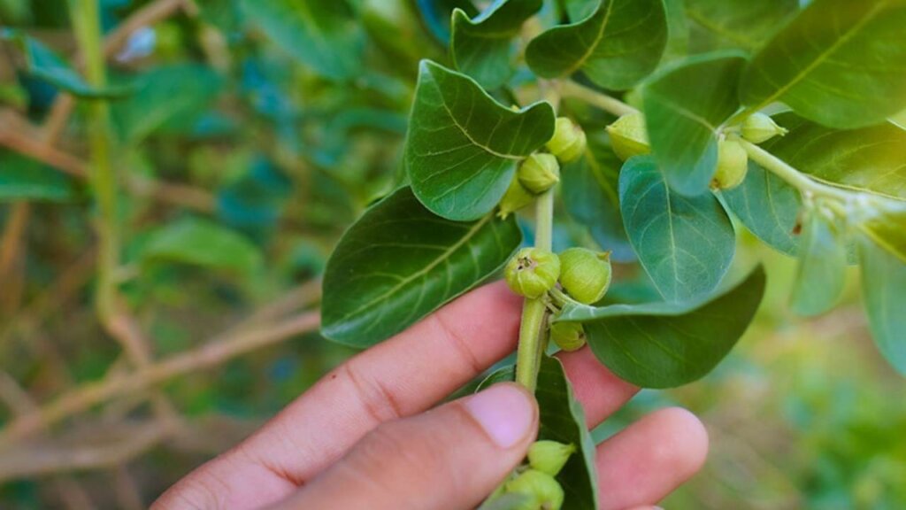 Ashwagandha Leaves: బలం కోసం వాడే అశ్వగంధపై నిషేధం.. కేంద్రం నిర్ణయం వెనుక కారణం ఏంటి?