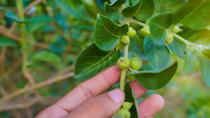 FSSAI Bans Ashwagandha Leaves, Declares Roots Safe for Use