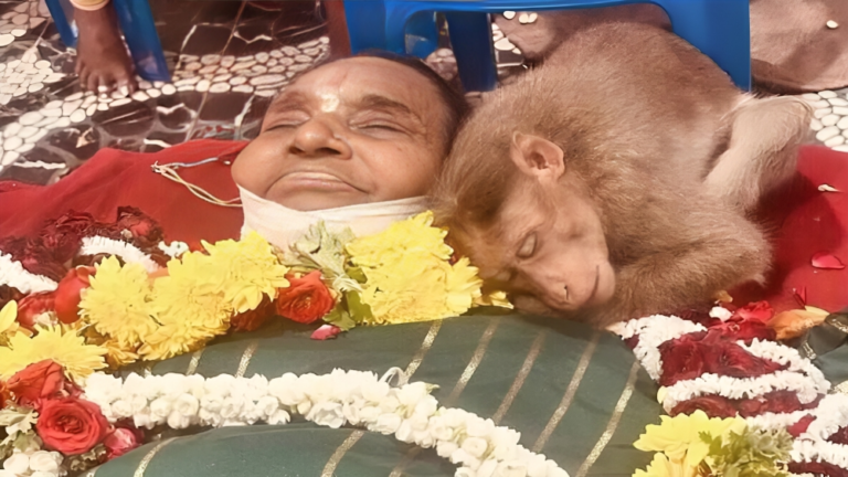 తిండి పెట్టిన వృద్ధురాలు మృతి.. తల్లడిల్లిన కోతి (VIDEO)
