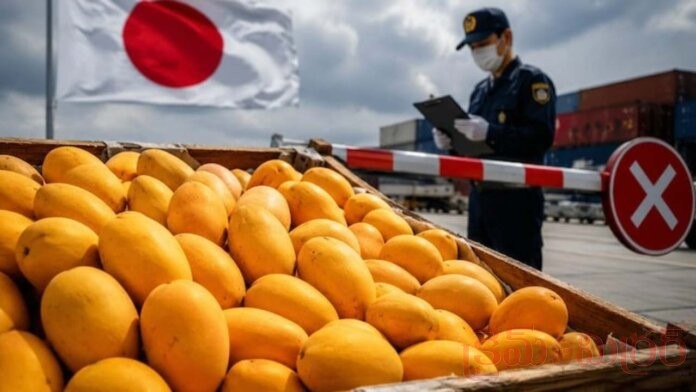 Japan Reimposes Ban on Indian Mango Imports Over Safety Concerns