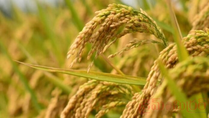 Modi Cabinet Approves Increase in MSP for 2026-27 Kharif Season