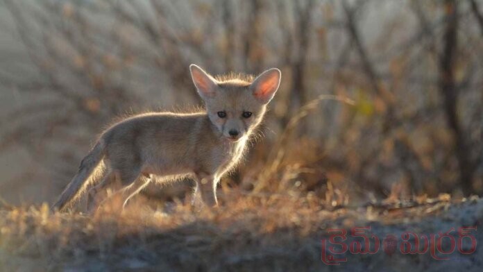Rare Fennec Fox Spotted in Gujarat’s Little Rann of Kutch