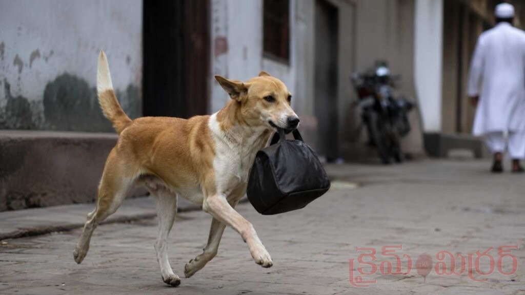 Dog Stole Cash Bag: డబ్బుల బ్యాగ్‌ ఎత్తుకెళ్లిన వీధికుక్క.. పోలీసుల గాలింపు!