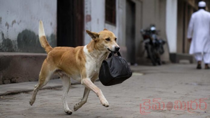 Stray Dog Runs Away With Rs 1 Lakh Cash Bag in Uttar Pradesh