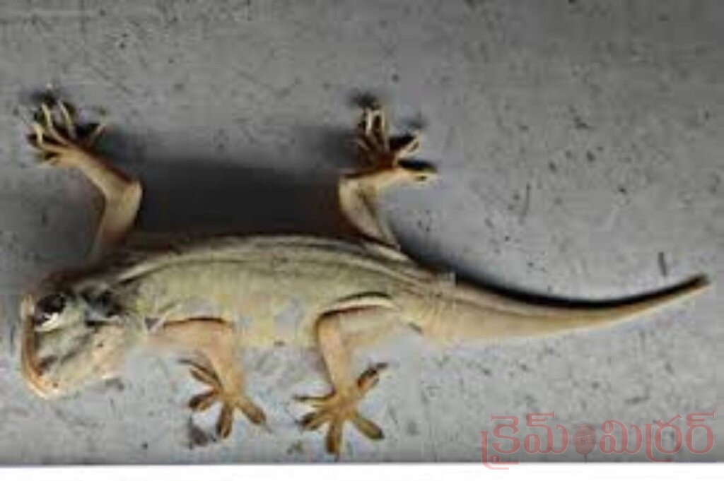 అలాంటి బల్లి లక్ష్మీ కటాక్షానికి సంకేతమా..?