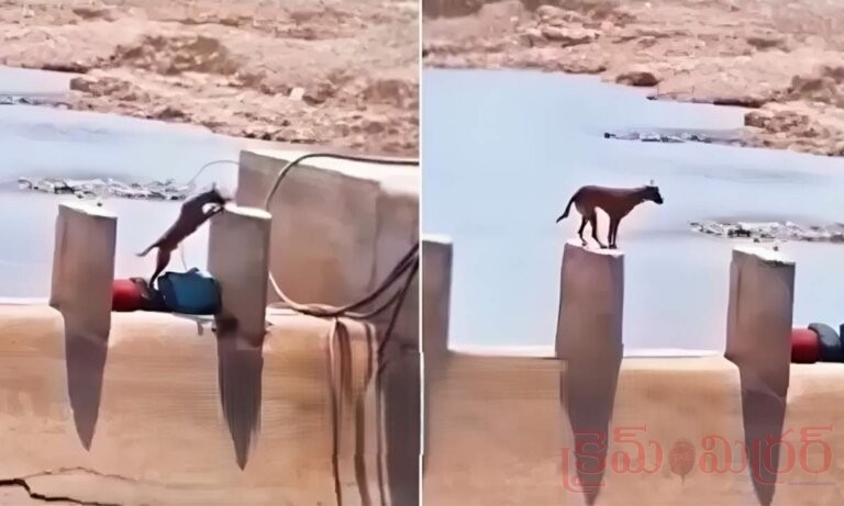 Viral Video: పట్టుదల అంటే ఇదే..