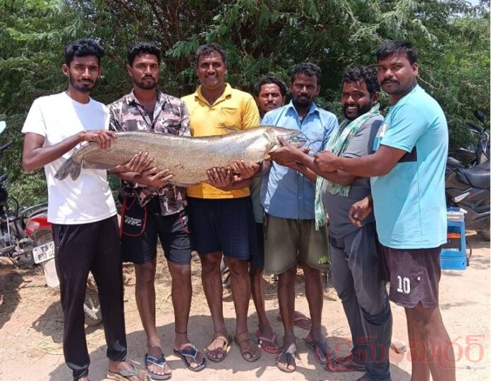 పెద్దదేవులపల్లి రేజర్వాయర్ లో మత్స్యకారులకు చిక్కిన భారీ చేప..!