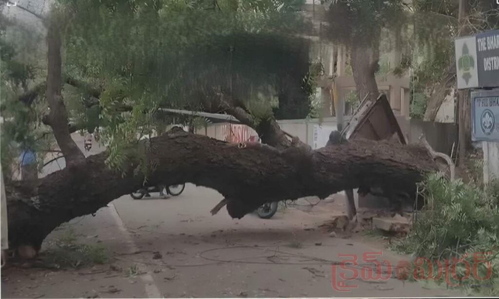 గాలి, వాన లేదు.. అయినా నేలకొరిగిన భారీ వృక్షం!