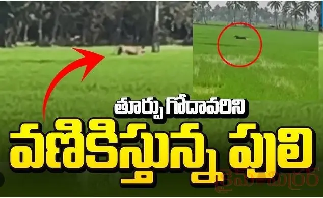 బాబోయ్ పులి.. మళ్లీ హడలెత్తిస్తున్న టైగర్