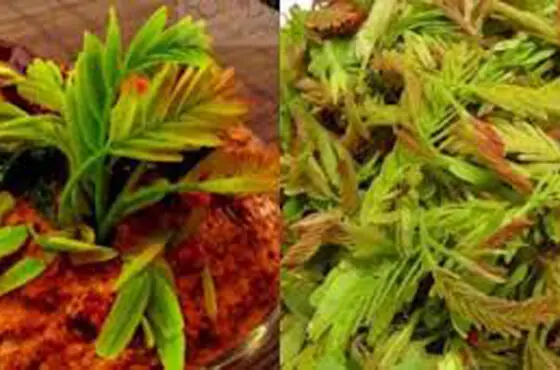 చింత‌చిగురు తింటే ఎన్ని ప్ర‌యోజ‌నాలో....మీకు తెలుసా...!