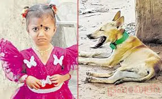 పెంపుడు కుక్క పోస్టుమార్టం నివేదికలో కీలక విషయాలు... మృతికి కారణం అదే...!