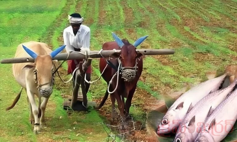 మృగశిర కార్తె ప్రారంభం.. ఎప్పటి నుంచి వర్షాలు మొదలవుతాయి?