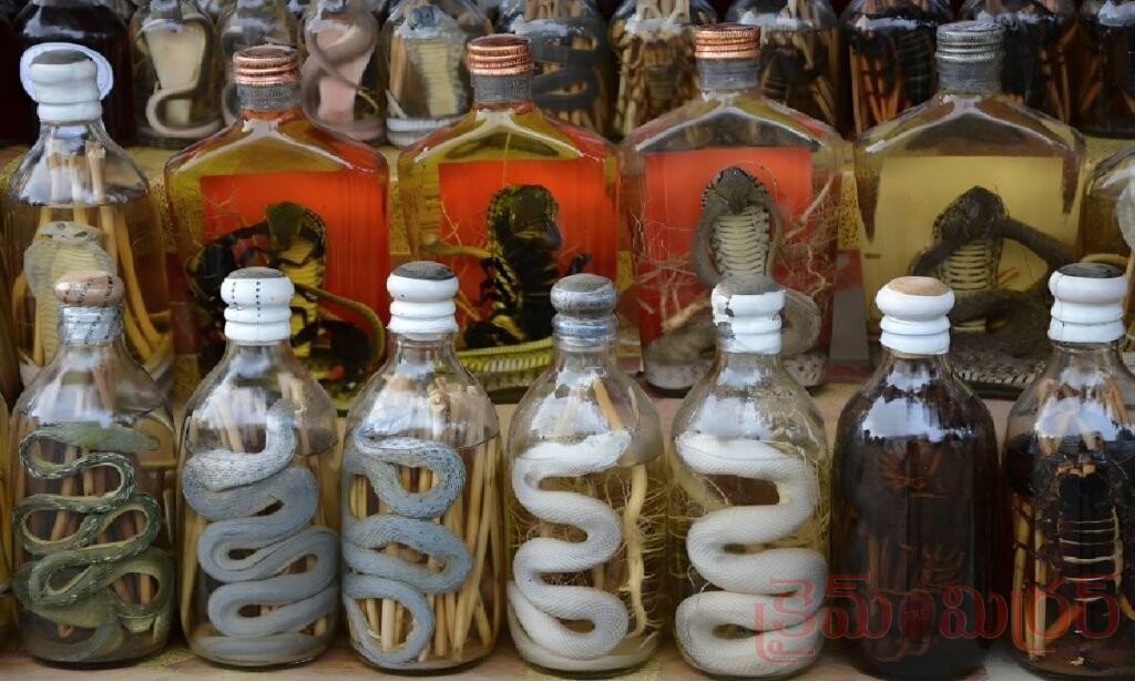 Snake Wine: సీసాలో పాము పెట్టి తాగే మద్యం… ఇదేం భయంకర ట్రెండ్?