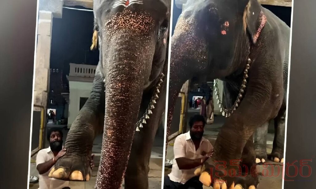 పెద్ద శరీరం.. చిన్నపిల్ల మనసు!.. ఏనుగు తెలివికి సెల్యూట్!